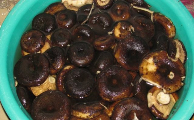 How to cook milk mushrooms: for salting, for pickling, for milk mushrooms, for food