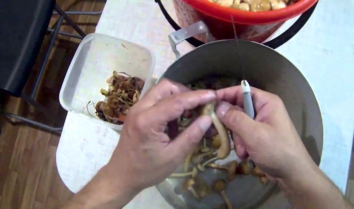 How to cook milk mushrooms in tomato