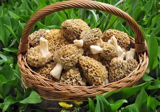 How to cook morels: delicious recipes with photos