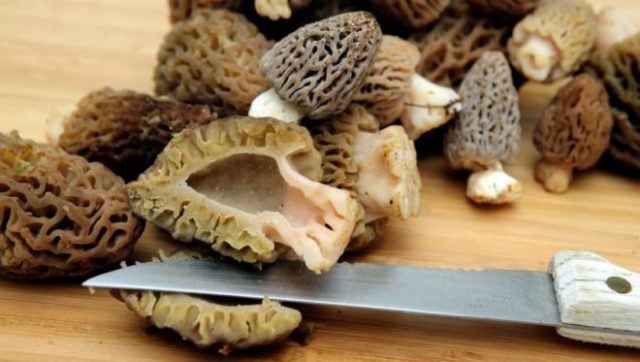 How to cook morels: delicious recipes with photos