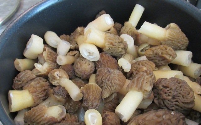 How to cook morels: delicious recipes with photos