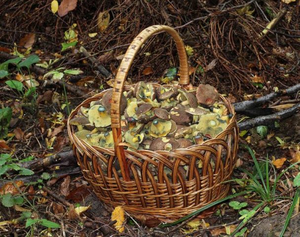 How to cook mushrooms: for the winter, the best recipes