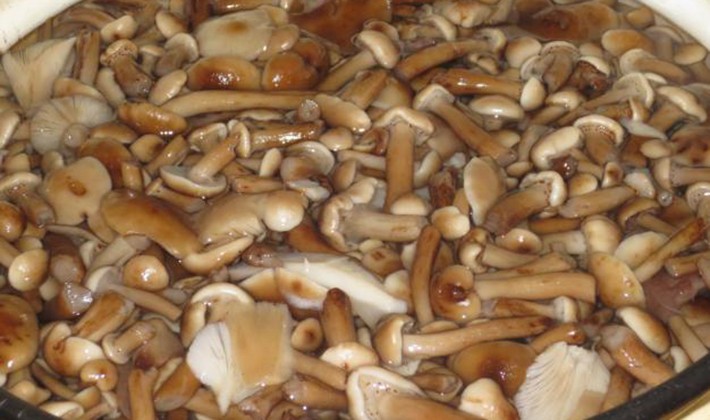 How to cook mushrooms in a slow cooker: recipes with photos