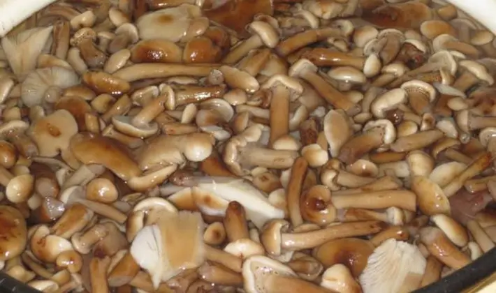 How to cook mushrooms in a slow cooker: recipes with photos