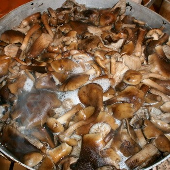 How to cook mushrooms of different types