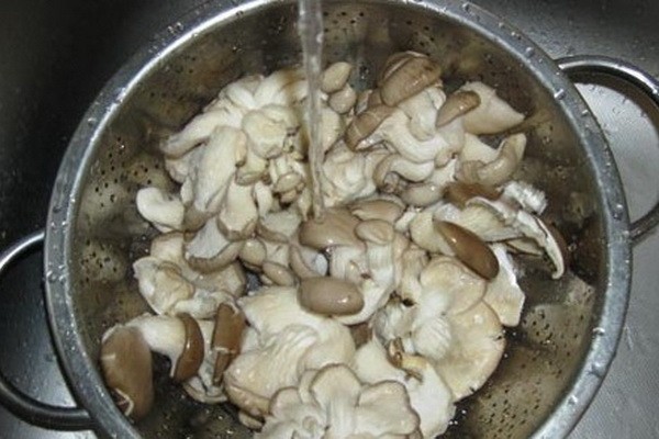 How to cook oyster mushrooms and what to cook from them