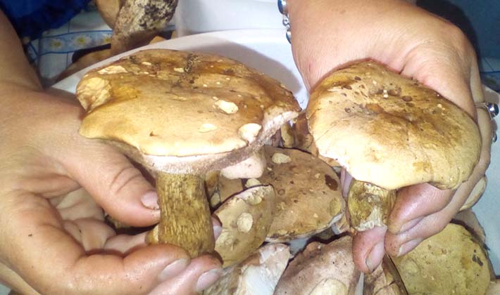 How to cook pickled porcini mushrooms