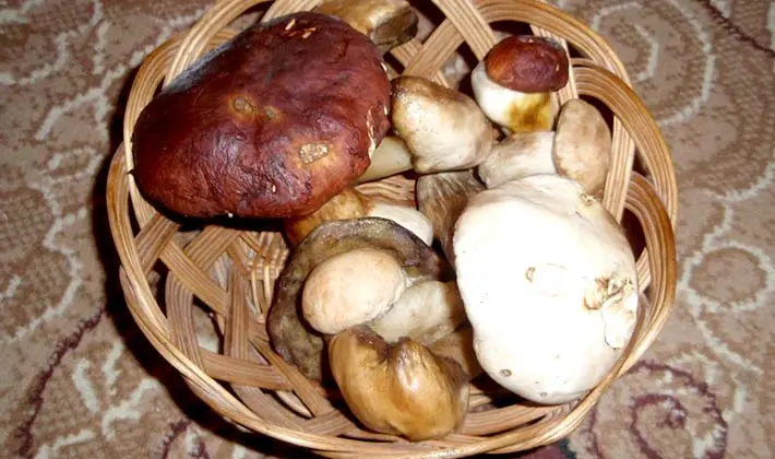 How to cook pickled porcini mushrooms