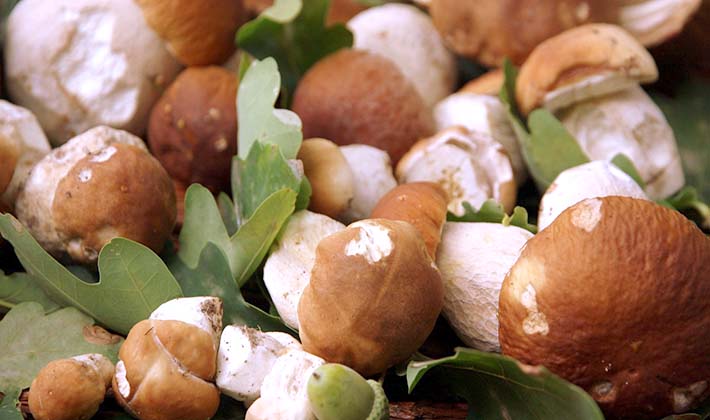 How to cook pickled porcini mushrooms