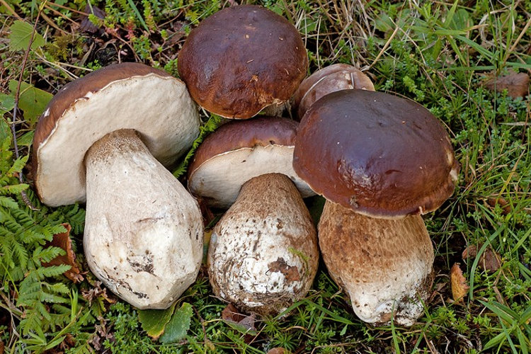 How to cook pickled porcini mushrooms