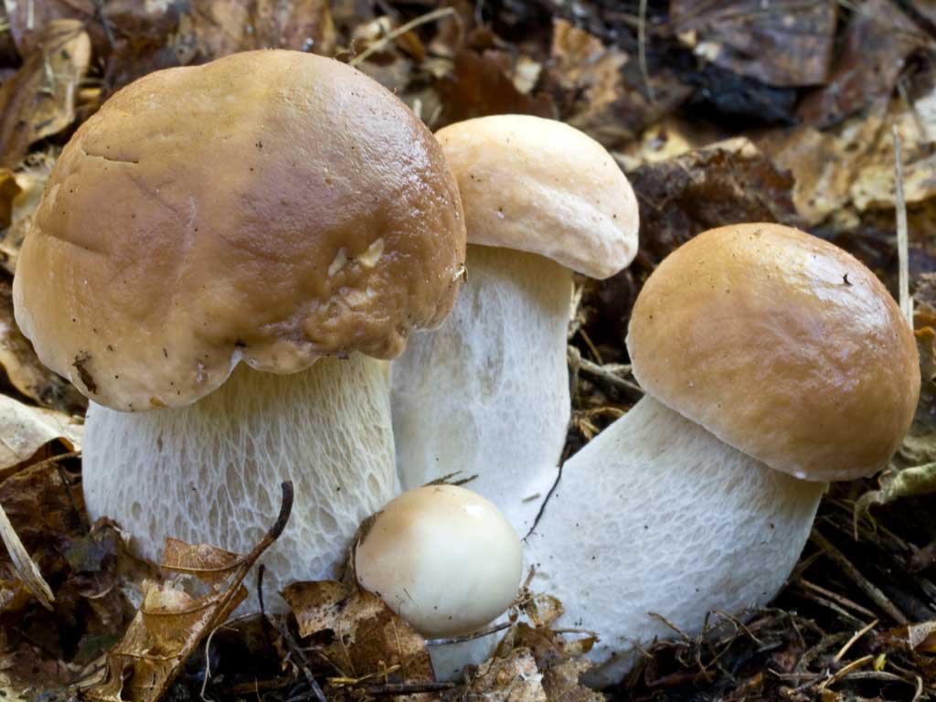 How to cook pickled porcini mushrooms