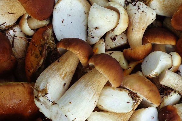 How to cook porcini mushrooms: before frying, freezing and until cooked