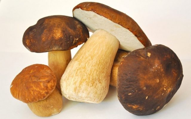 How to cook porcini mushrooms: before frying, freezing and until cooked