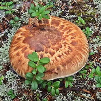 How to cook row mushrooms