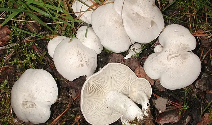 How to cook row mushrooms