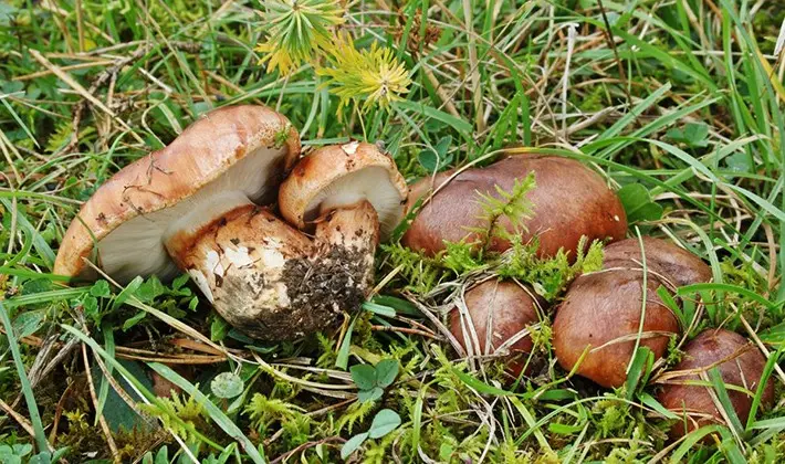 How to cook row mushrooms