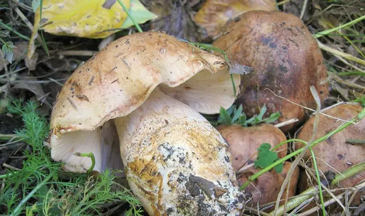 How to cook row mushrooms