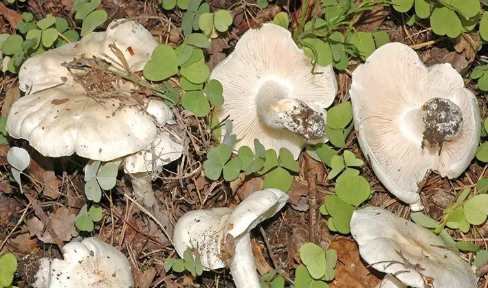 How to cook row mushrooms