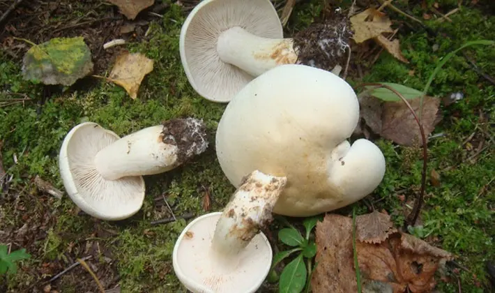 How to cook row mushrooms