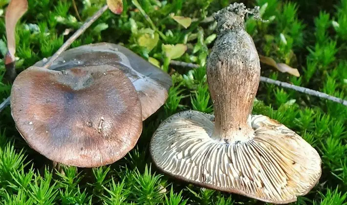 How to cook row mushrooms