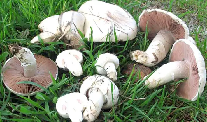 How to cook row mushrooms