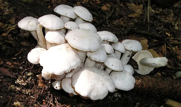 How to cook row mushrooms