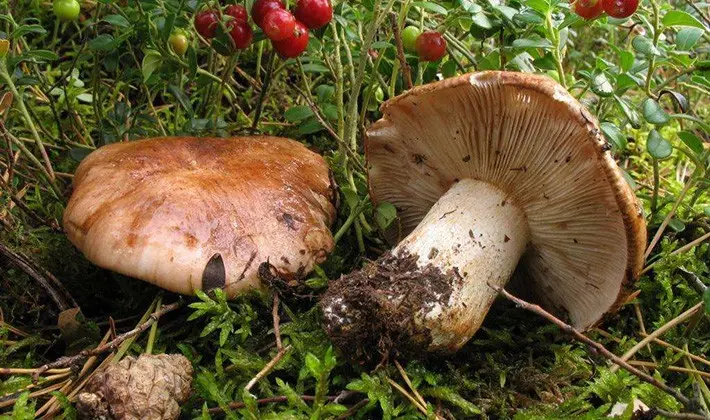 How to cook row mushrooms