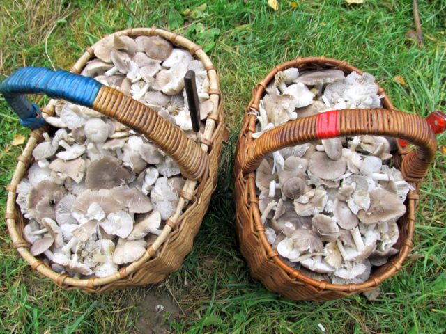 How to cook row mushrooms and how much to soak