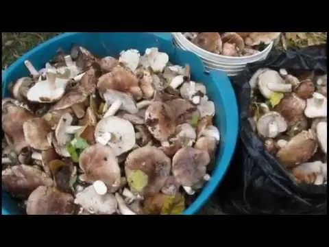 How to cook row mushrooms and how much to soak