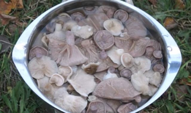 How to cook row mushrooms and how much to soak