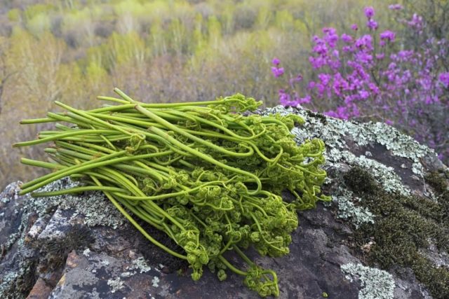 How to cook salted bracken fern at home