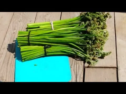 How to cook salted bracken fern at home