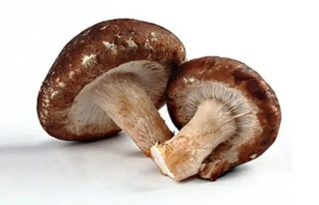 How to cook shiitake mushrooms: fresh, frozen, dried