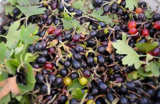 How to cook wild currant jam (repisa)