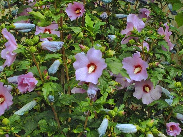 How to cover a garden hibiscus for the winter: pruning and warming in the fall of Syrian, herbaceous, tree-like varieties