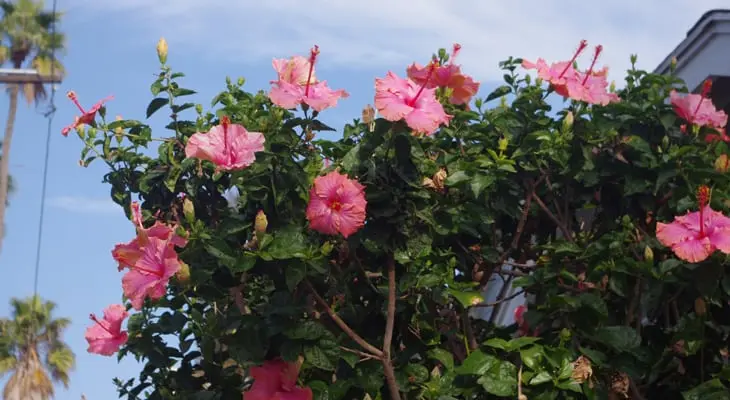 How to cover a garden hibiscus for the winter: pruning and warming in the fall of Syrian, herbaceous, tree-like varieties