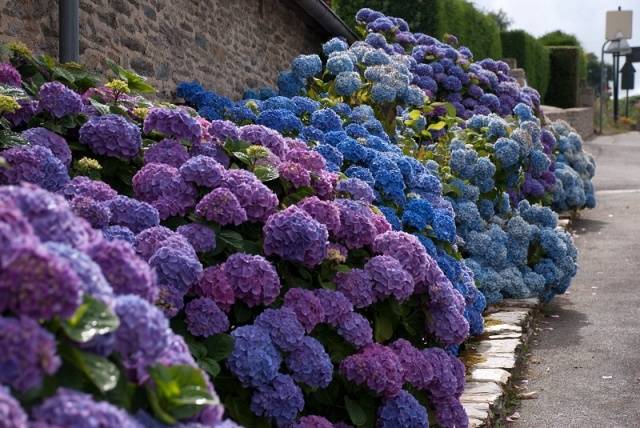 How to cover a hydrangea for the winter 