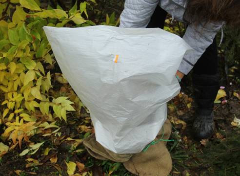 How to cover a hydrangea for the winter 