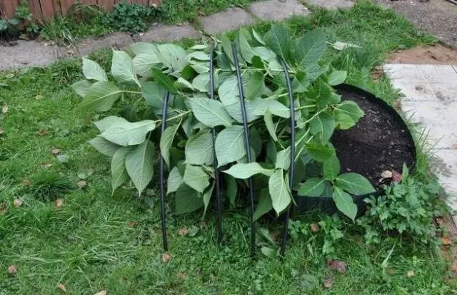 How to cover a hydrangea for the winter 