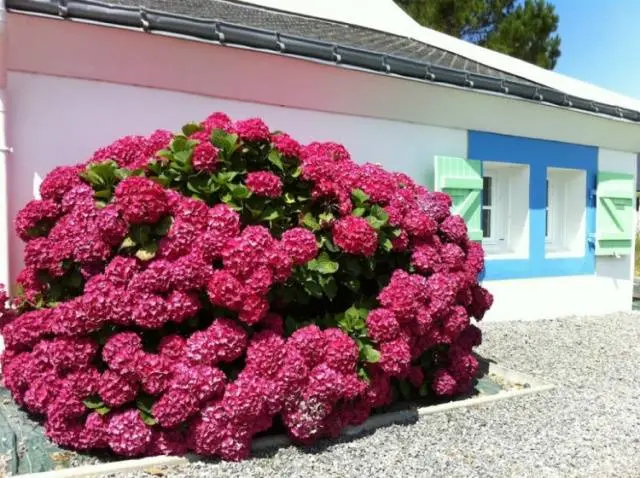 How to cover a hydrangea for the winter 