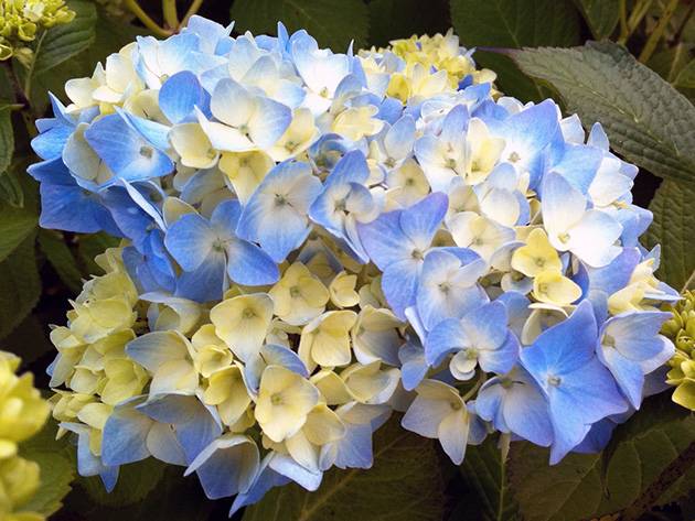 How to cover a hydrangea for the winter 