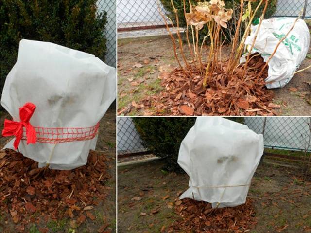 How to cover a hydrangea for the winter 