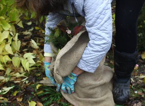 How to cover a hydrangea for the winter 