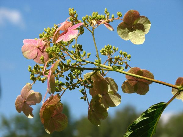 How to cover a hydrangea for the winter: leaving in the fall, warming and sheltering tree-like, large-leaved, paniculate flowers in the Urals