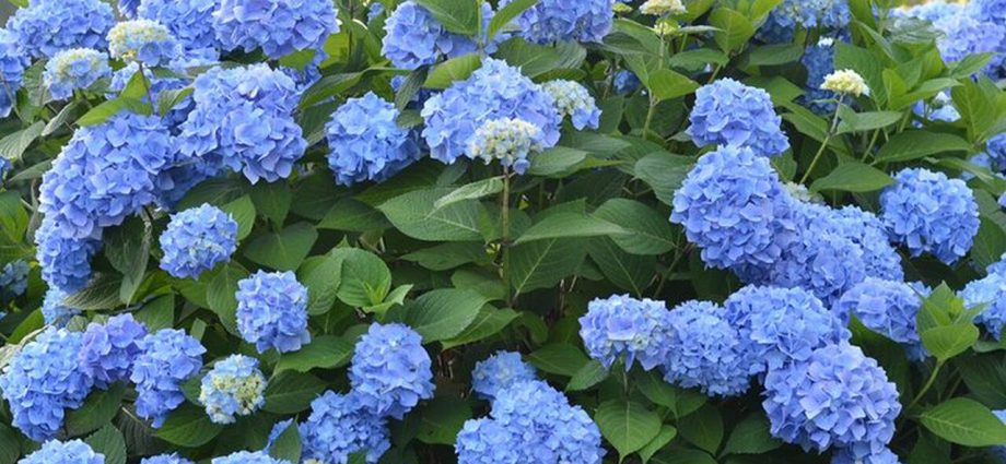 How to cover a hydrangea for the winter: leaving in the fall, warming and sheltering tree-like, large-leaved, paniculate flowers in the Urals