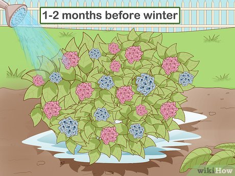 How to cover a hydrangea for the winter 