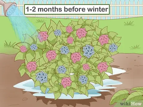 How to cover a hydrangea for the winter 