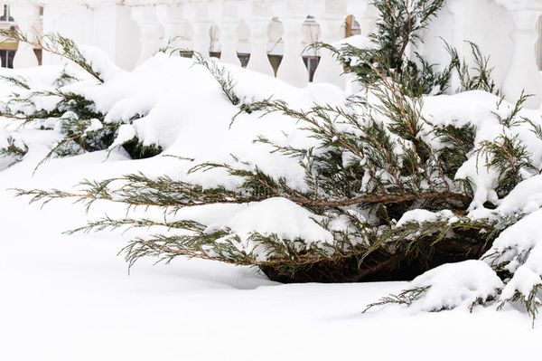 How to cover a juniper for the winter: caring for a plant in the fall and preparing shelter for the cold