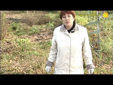 How to cover a juniper for the winter: caring for a plant in the fall and preparing shelter for the cold