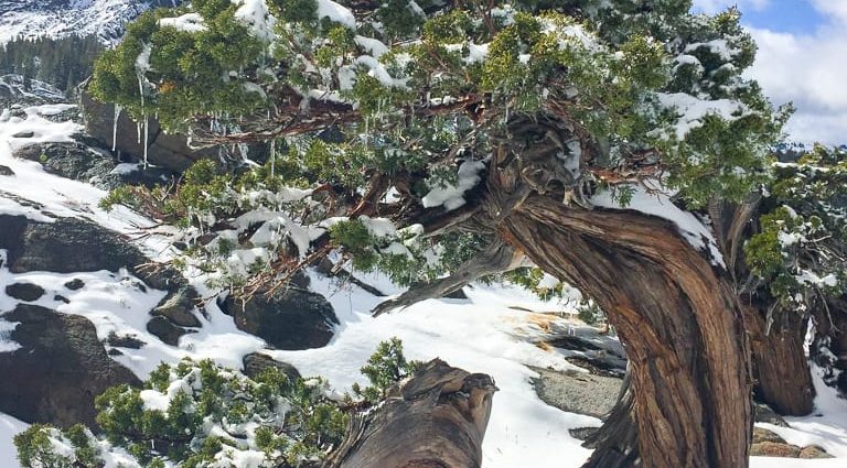 How to cover a juniper for the winter: caring for a plant in the fall and preparing shelter for the cold